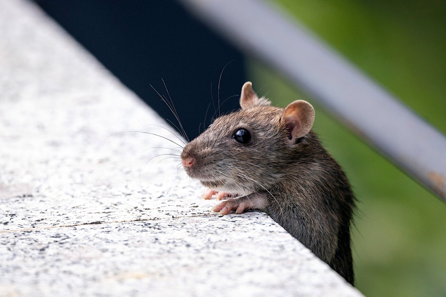 A rodent at the edge of a wall: the everyday reality of pest work